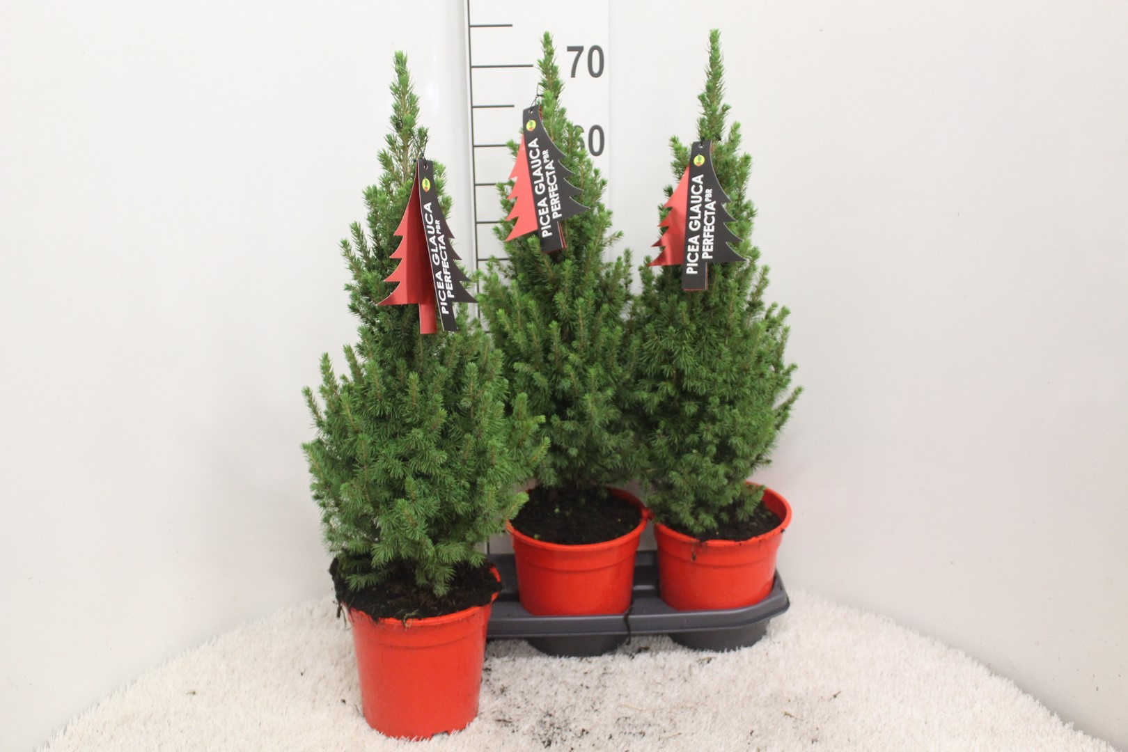 Picture of Picea glauca Perfecta P19 (3 Ltr) 70CM-INC-POT/POTGROWN