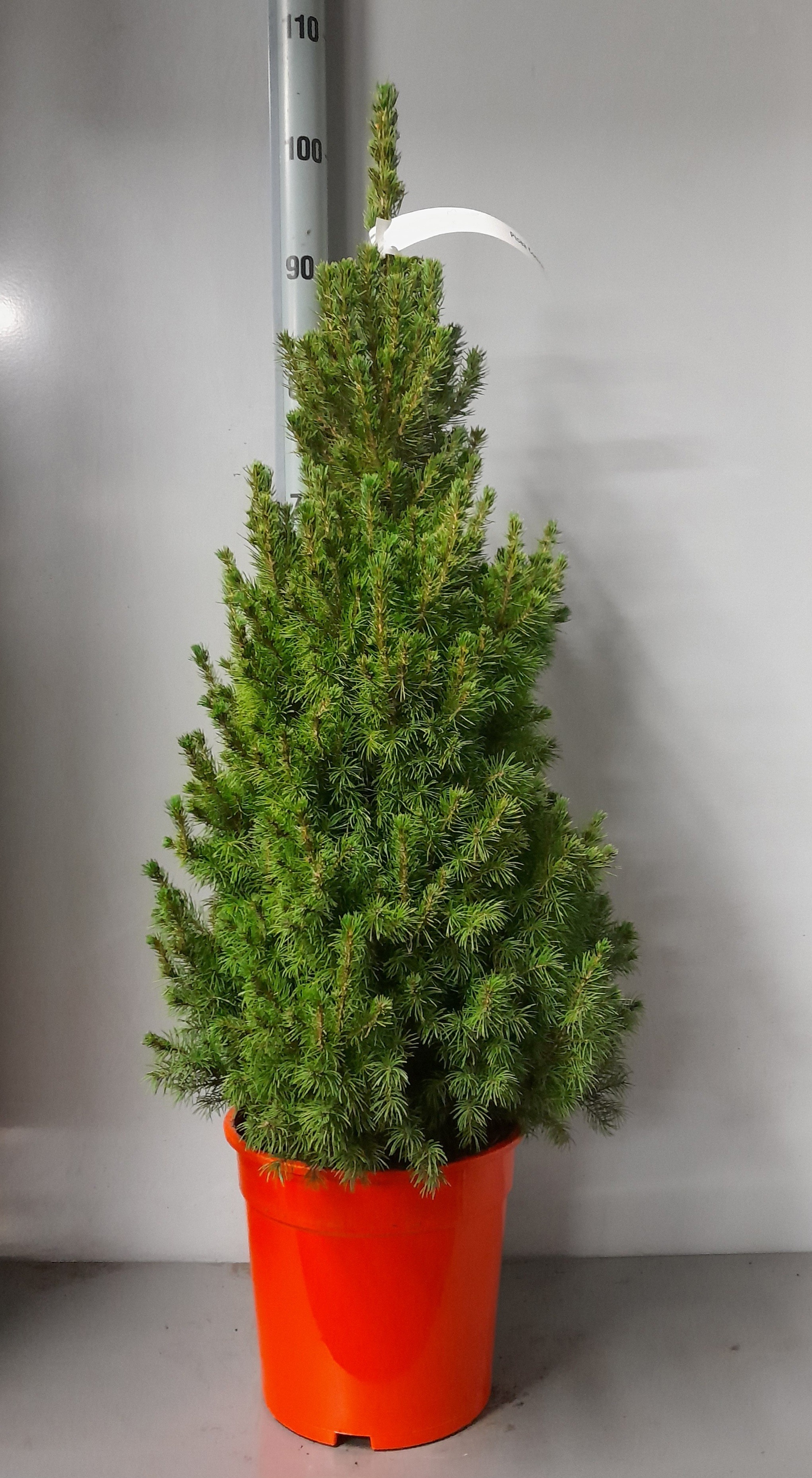 Picea Glauca Conica 24Ø 100cm