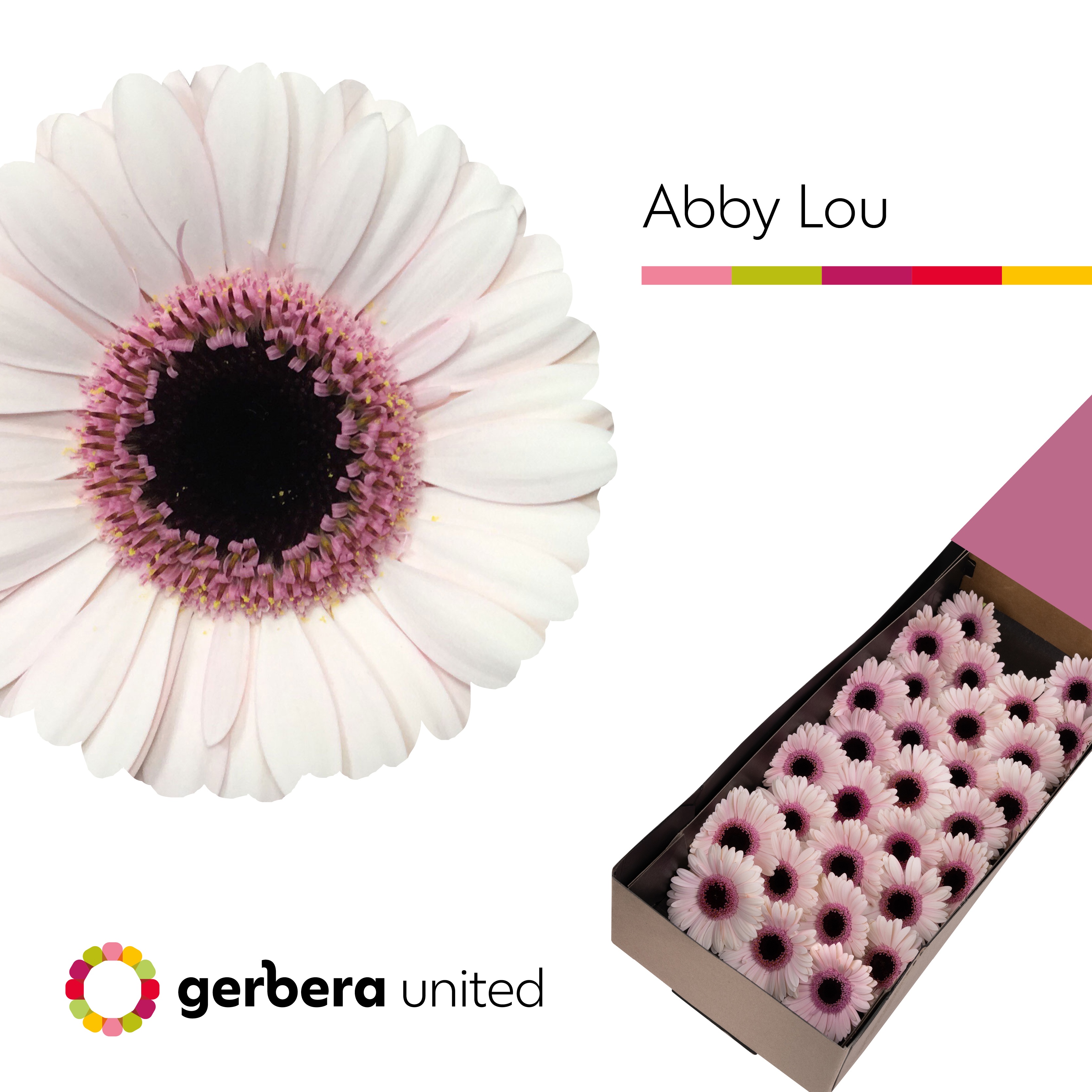 Ge Mi Abby Lou