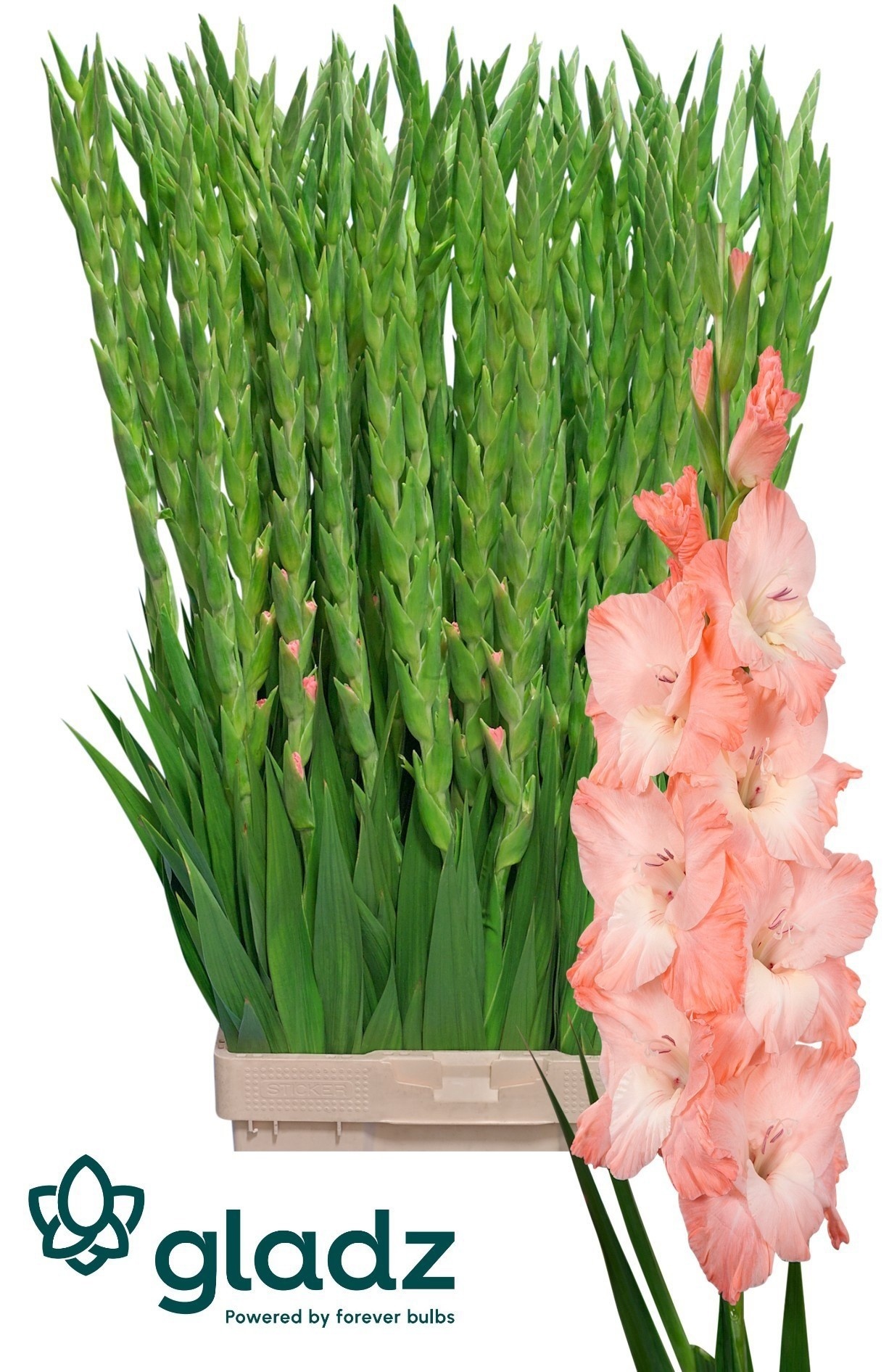 Gladiolus Karma 120cm 170gram