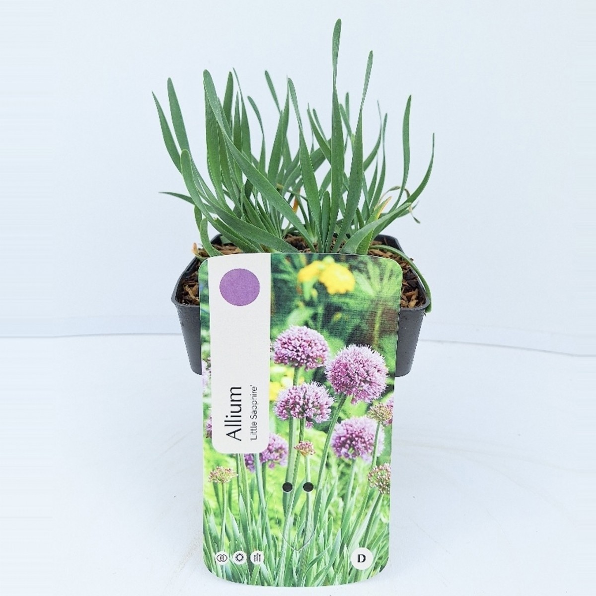 Allium senescens Little Sapphire ('lfalls')