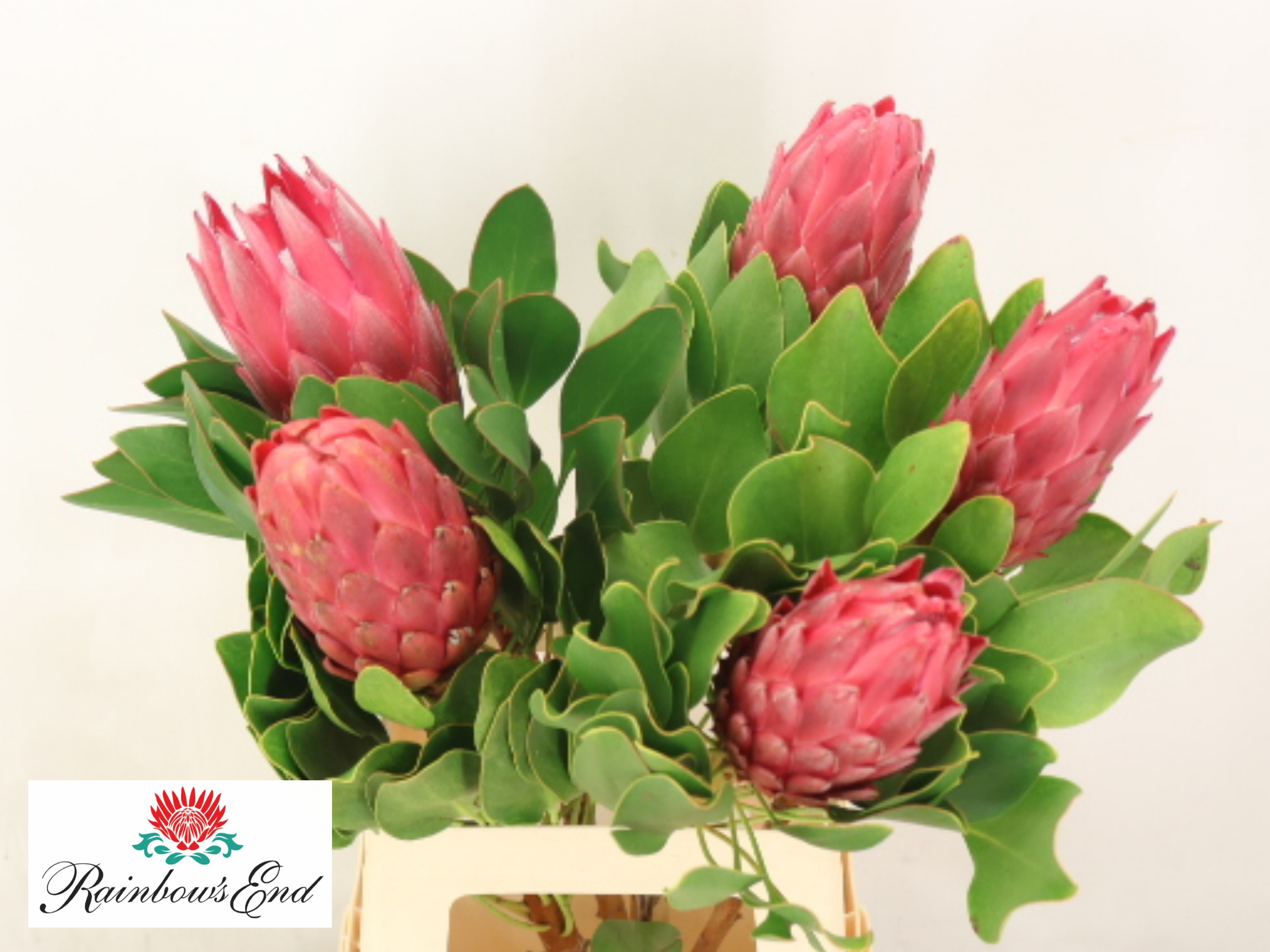 Protea Red Rex 70cm