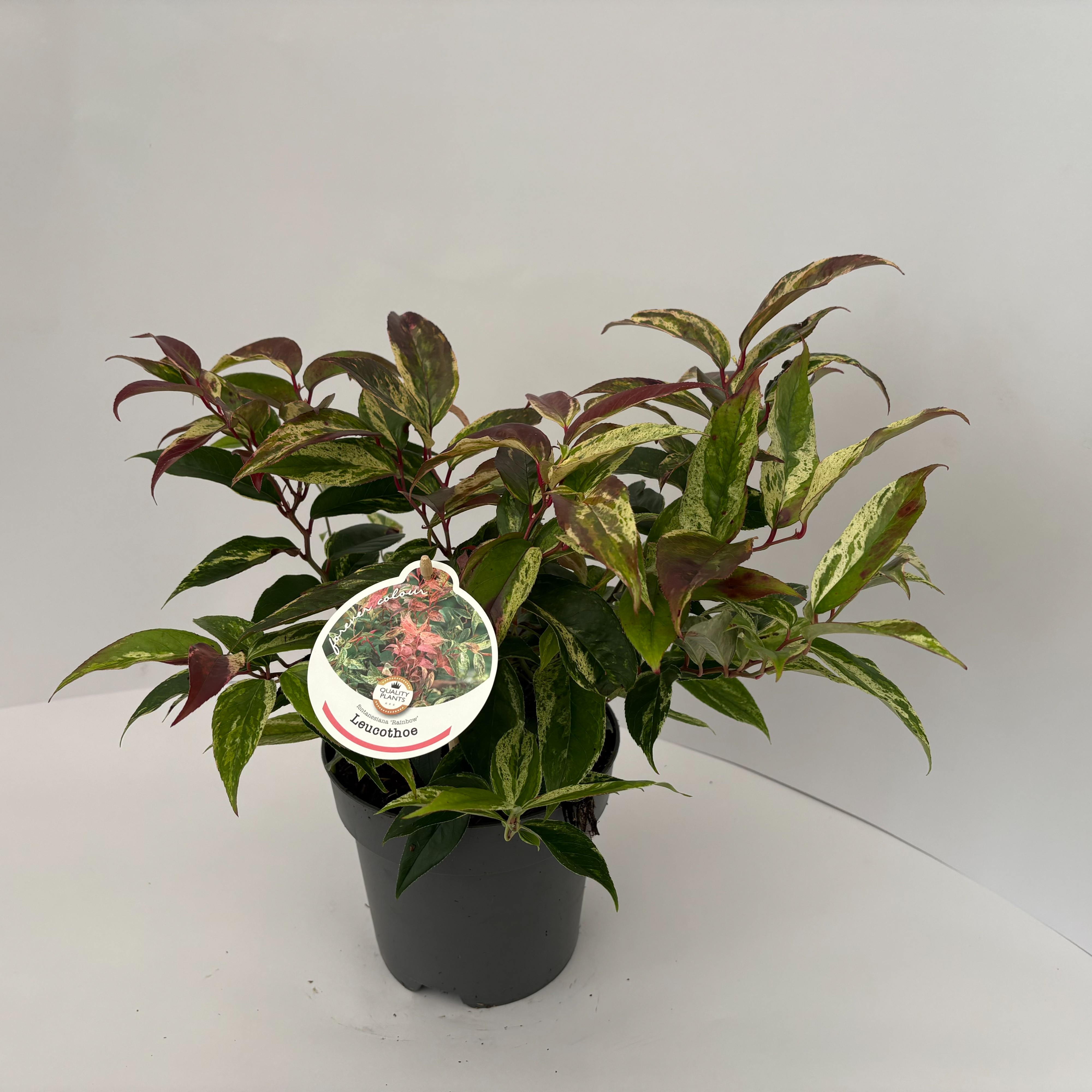 Picture of Leucothoe f. Rainbow P17 (2 Ltr)