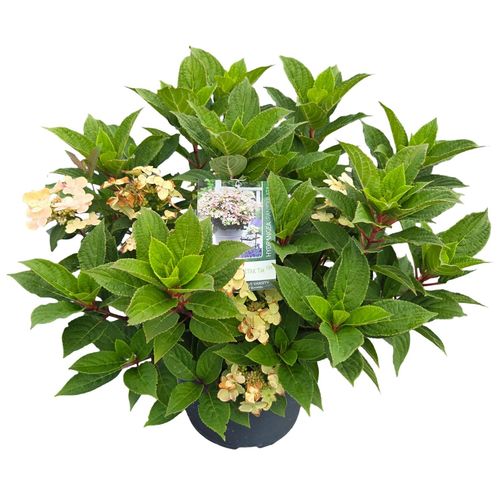 Hydrangea pan. Polestar ® p26 vd. Peijl