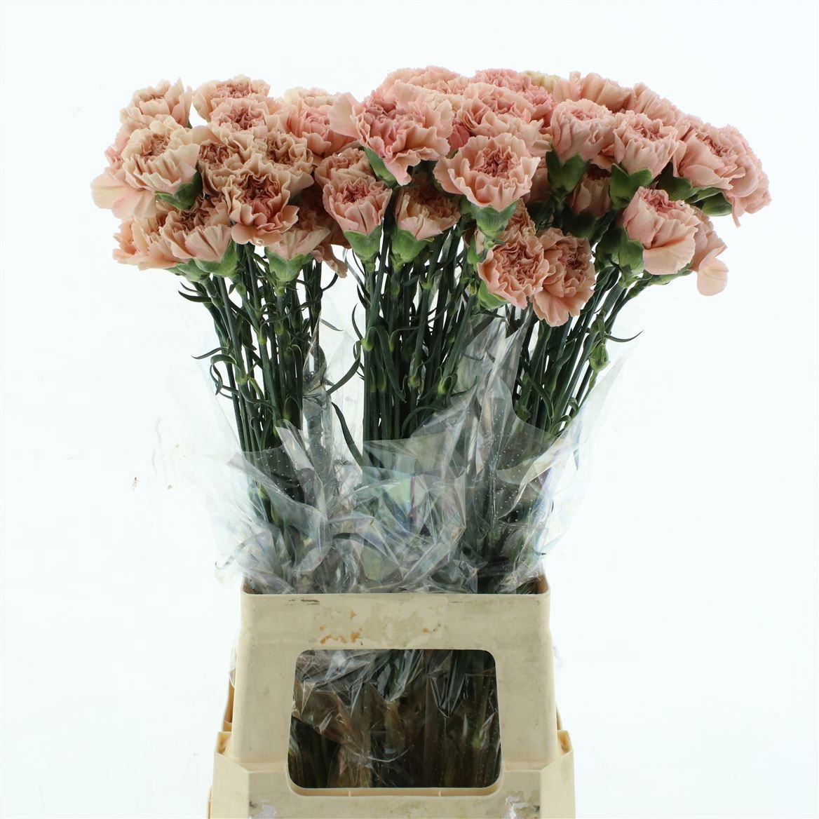 Dianthus Lege Marrone 70cm