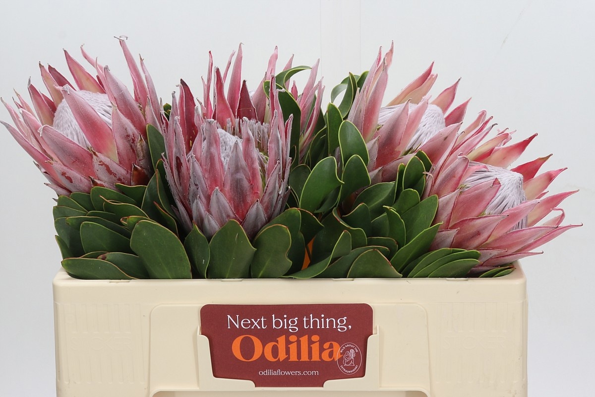Protea Cynaroides 50cm