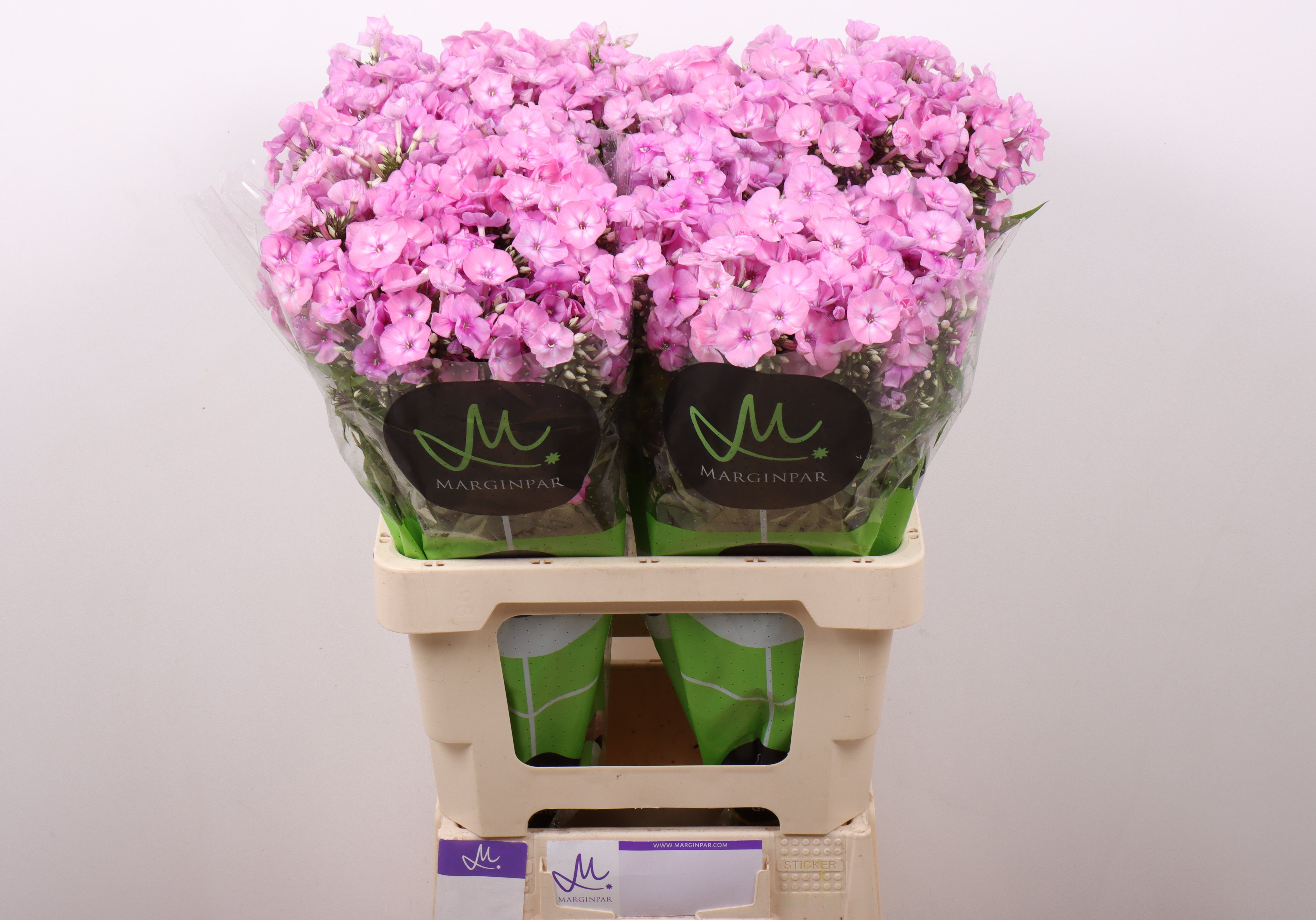 Phlox P Pink Eyes 60cm