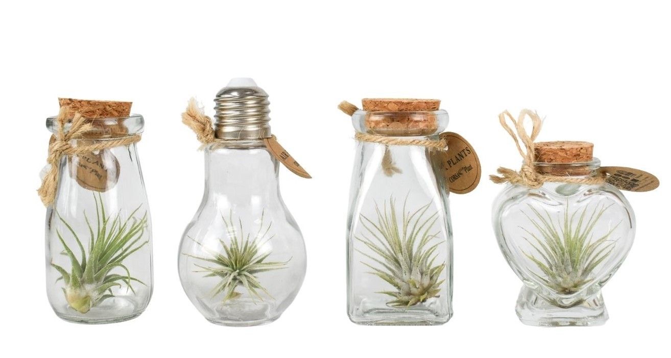 Arr Tillandsia 5P 10H 11bloei
