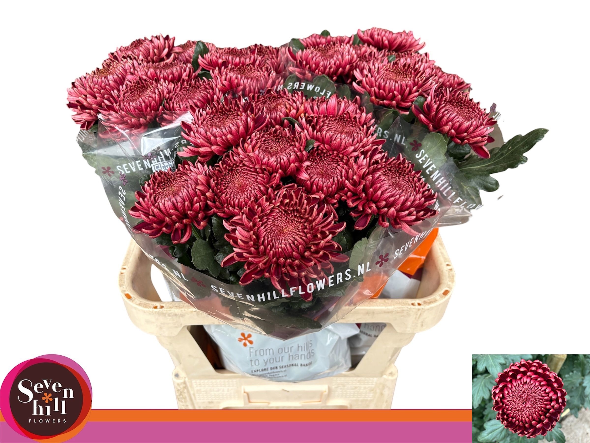 Chr G Bigoudi Red