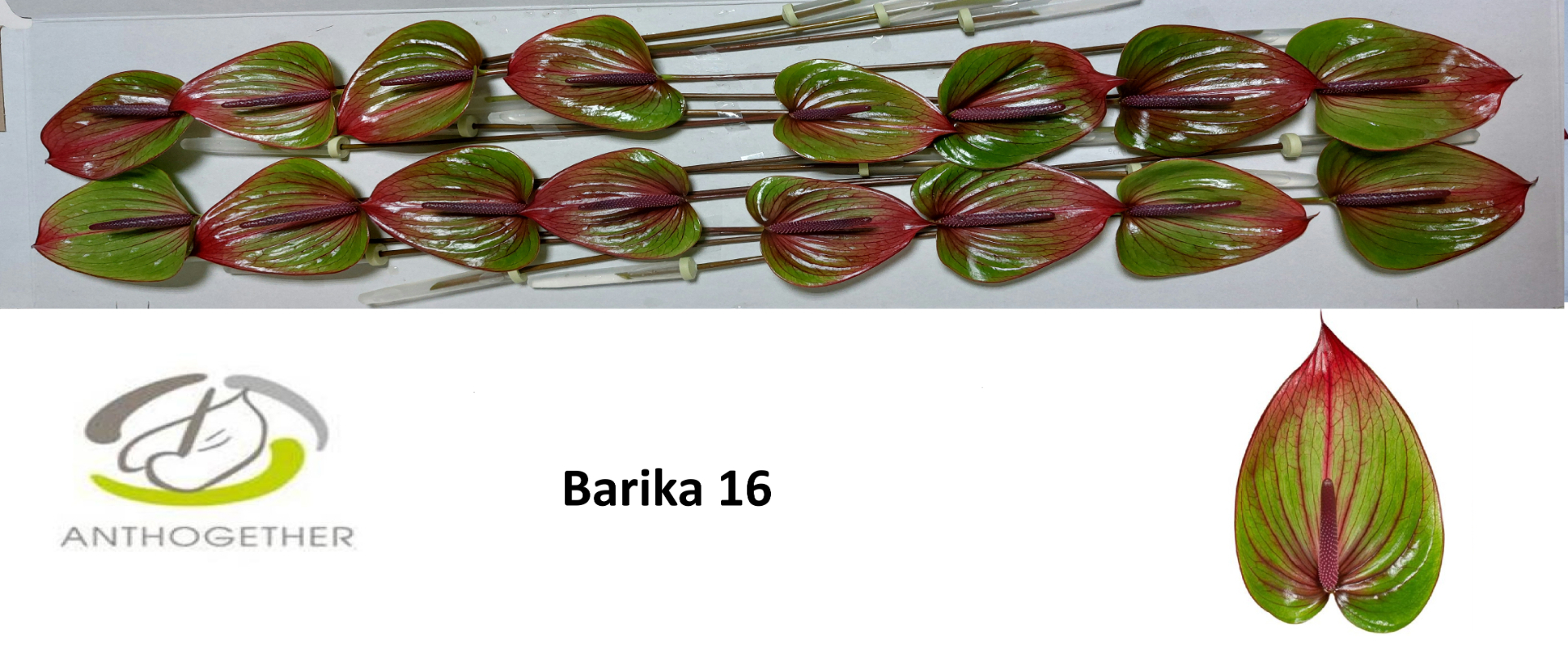 Anth A Barika