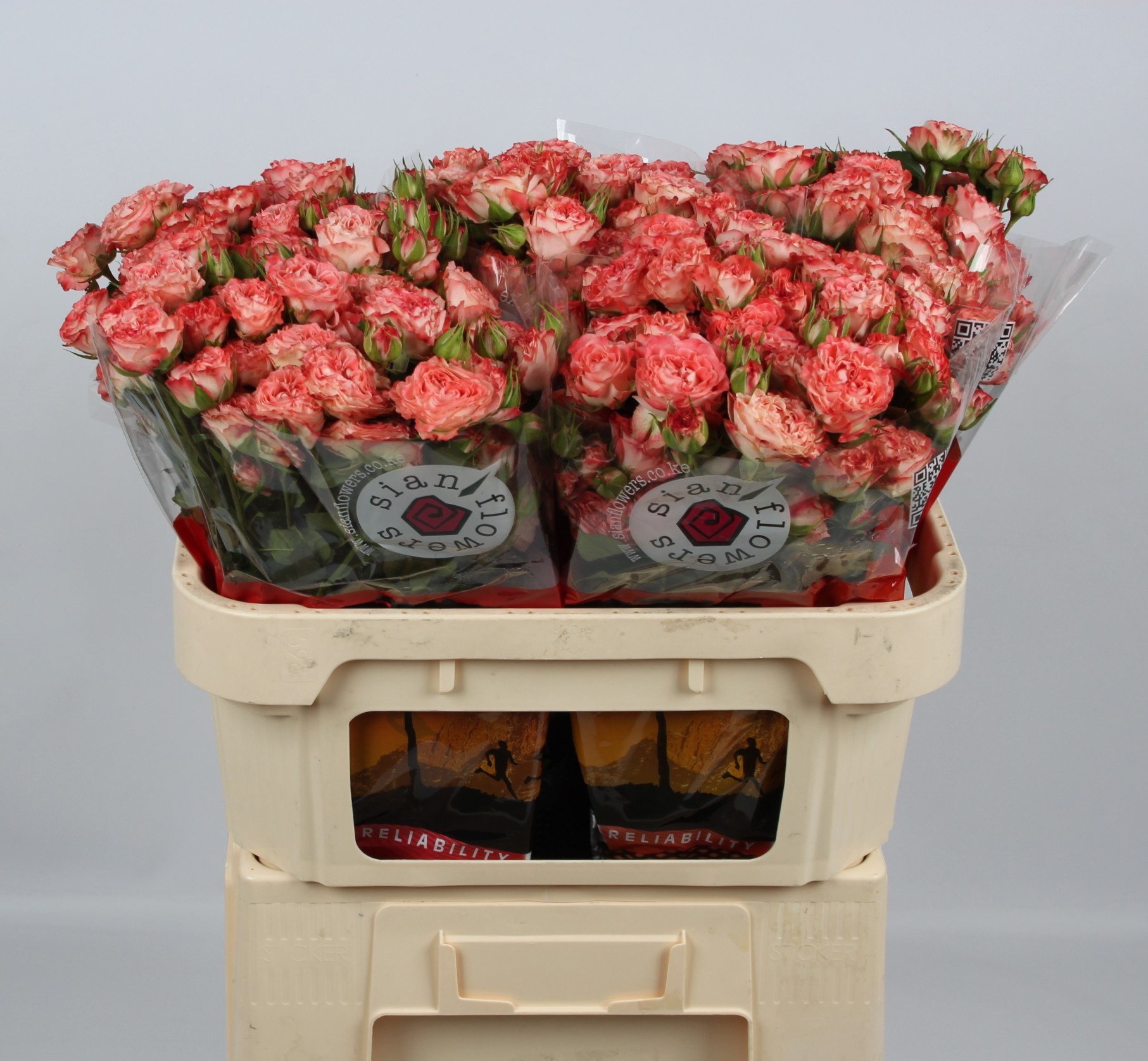 Rosa Spr Fair Flow 70cm
