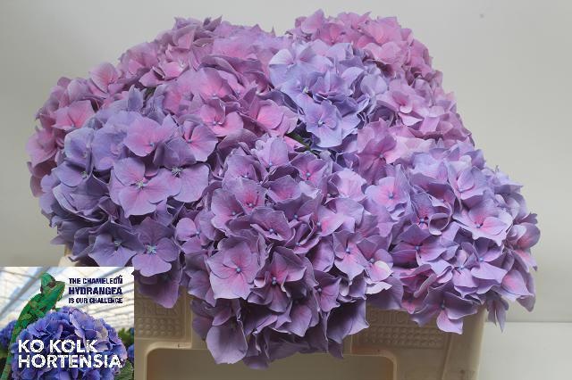 Hydrangea Cassanova 50cm 15Ø