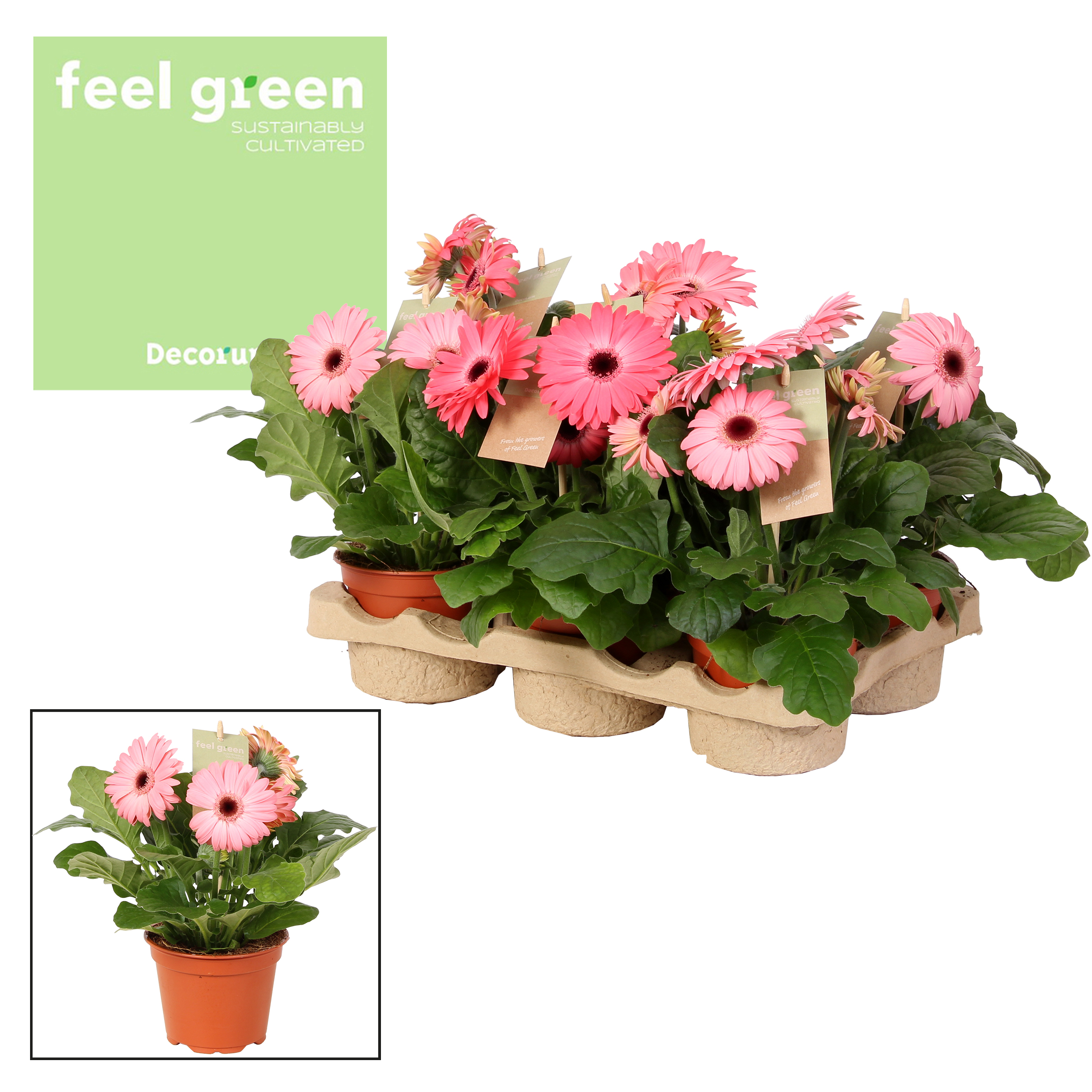 Picture of Gerbera 2+ flowers Pink colours varieties Feel Green nature Decorum P12 20CM