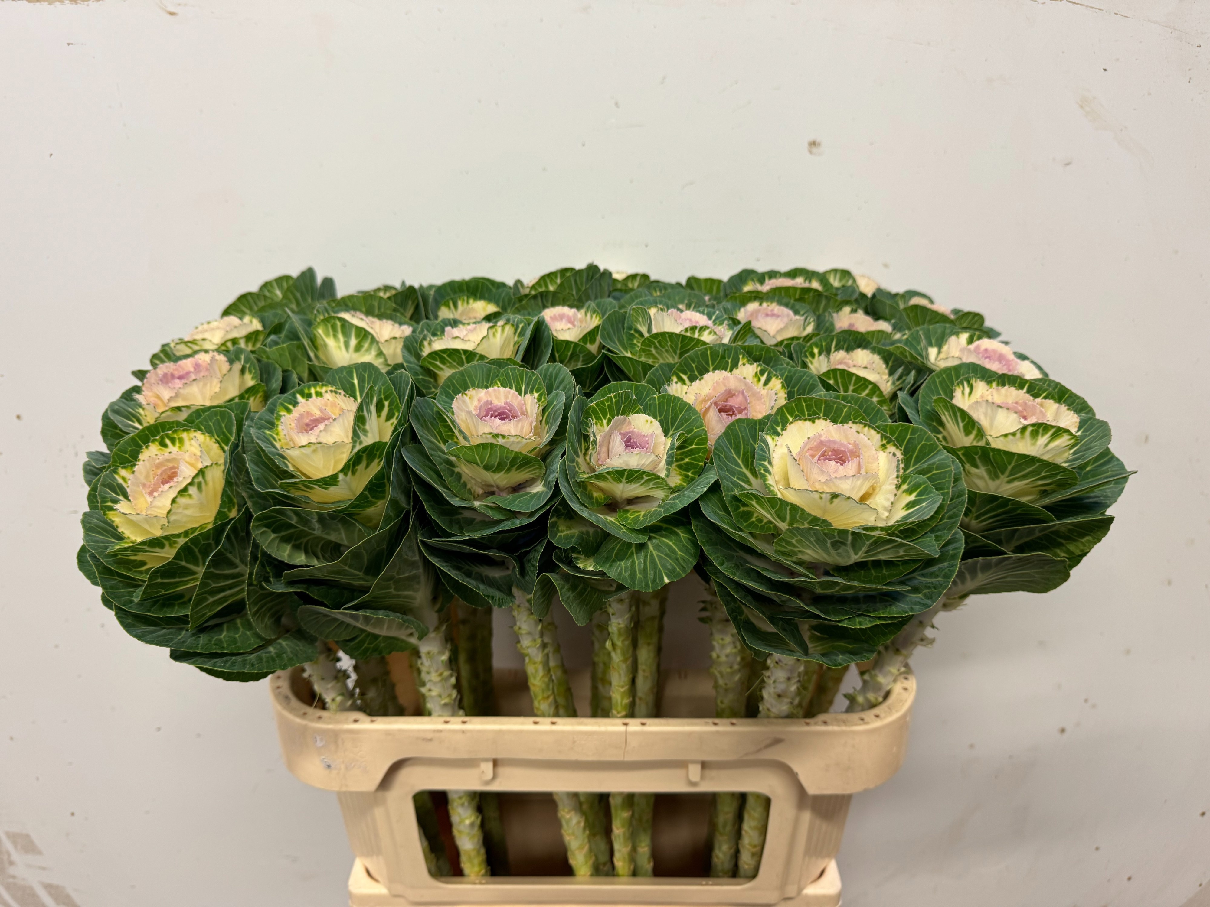 Brassica White Crane 70cm