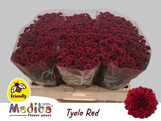 Chrys Santini Mad Tyolo Red 55cm 850Ø