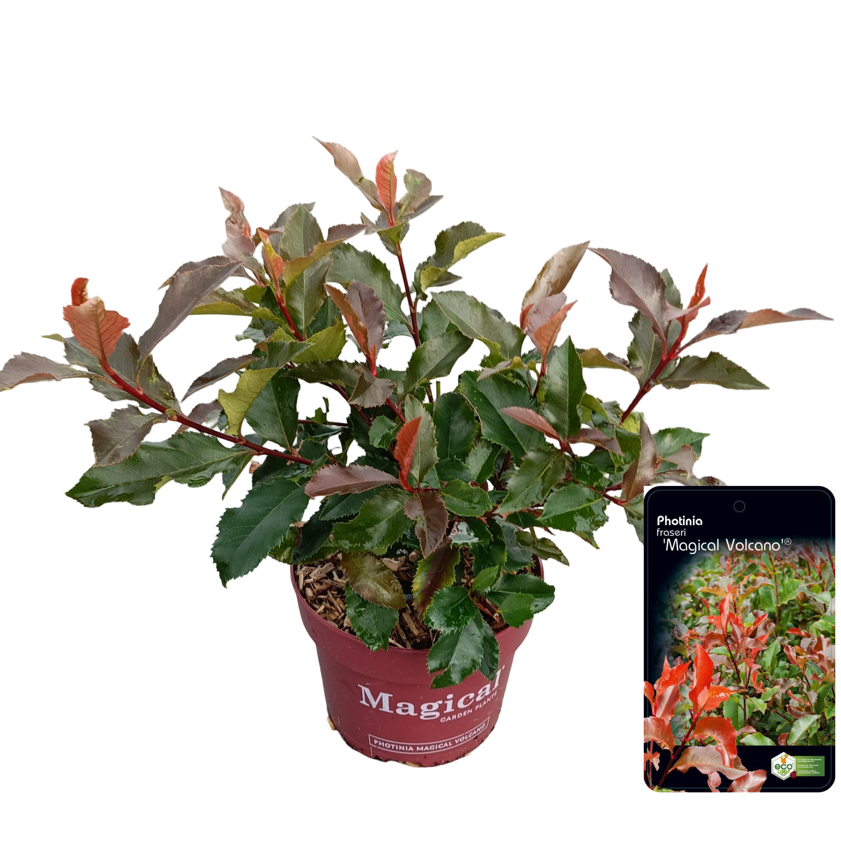Picture of Photinia fraseri 'Magical Volcano'® C2