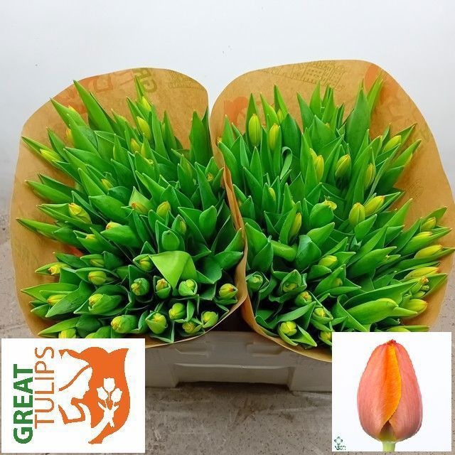 Tulipa Triple A 38cm 44gram