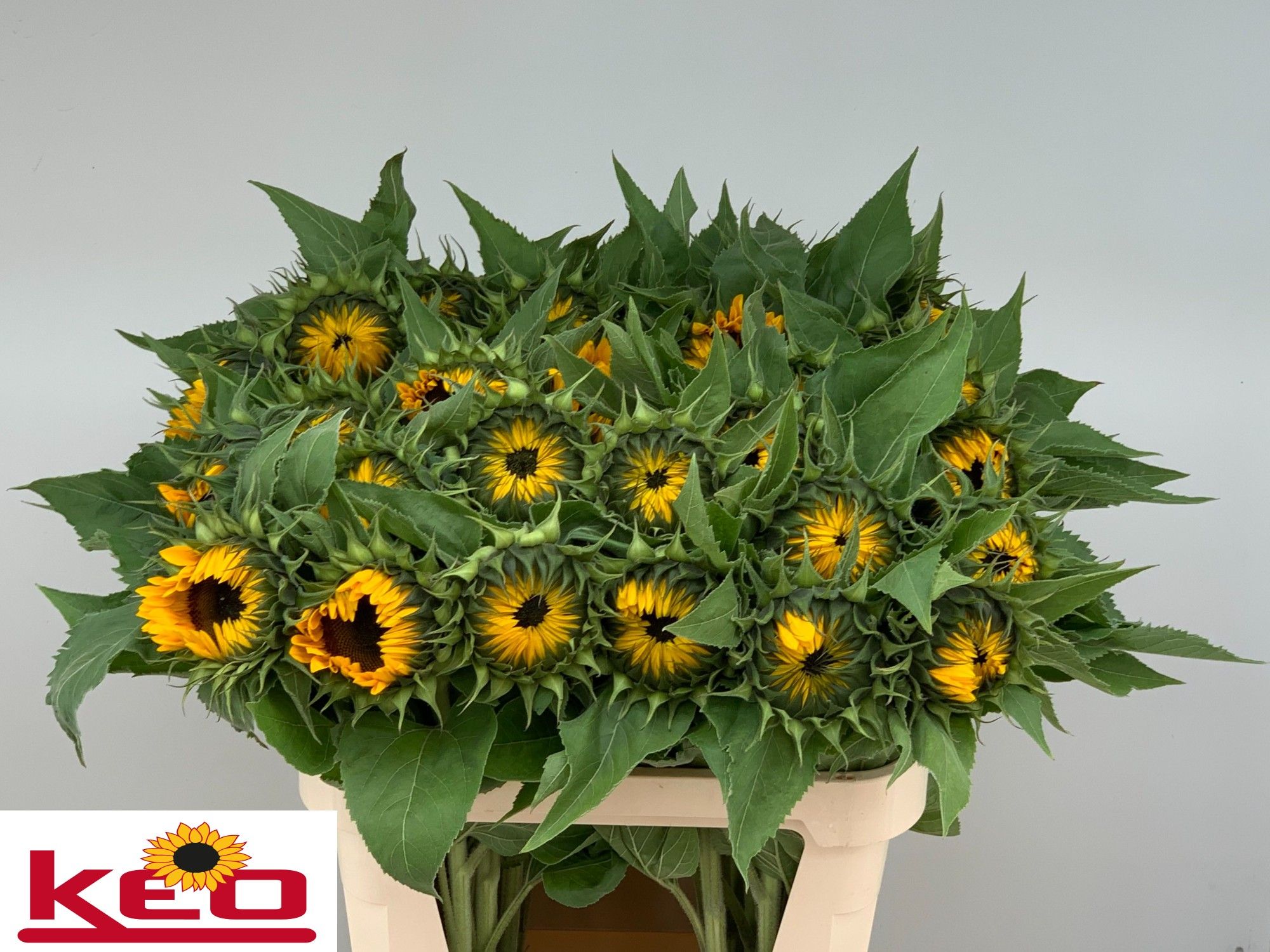 Helianthus Sunrich Or 80cm