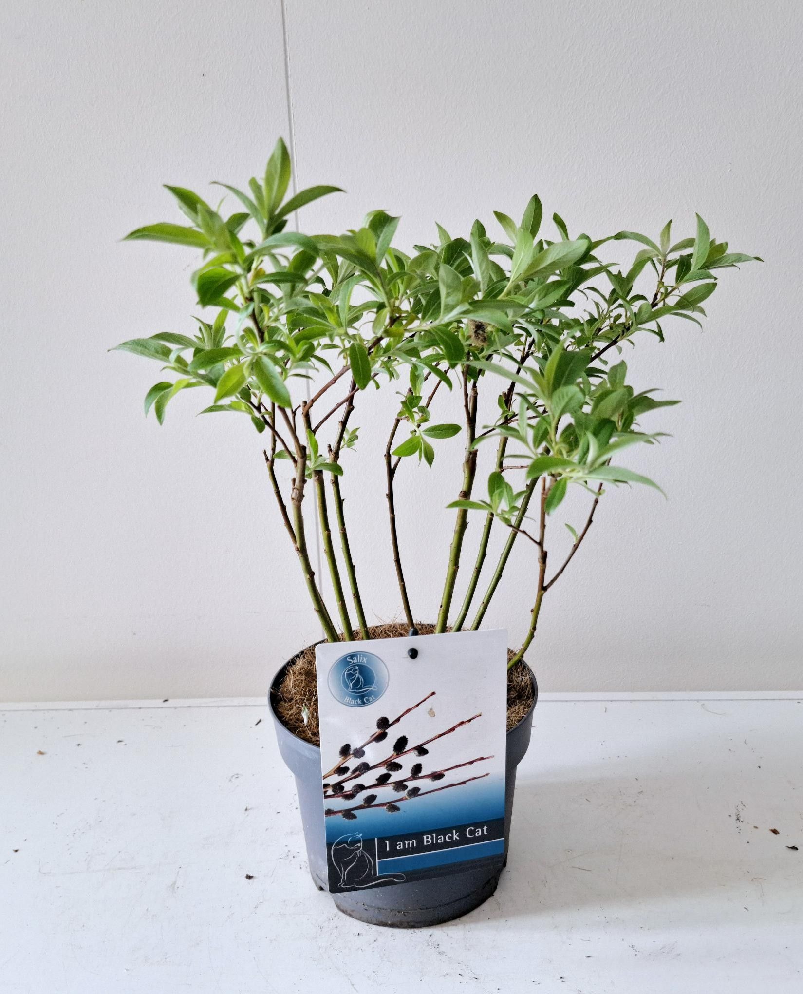 Picture of Salix Kurome bush P17