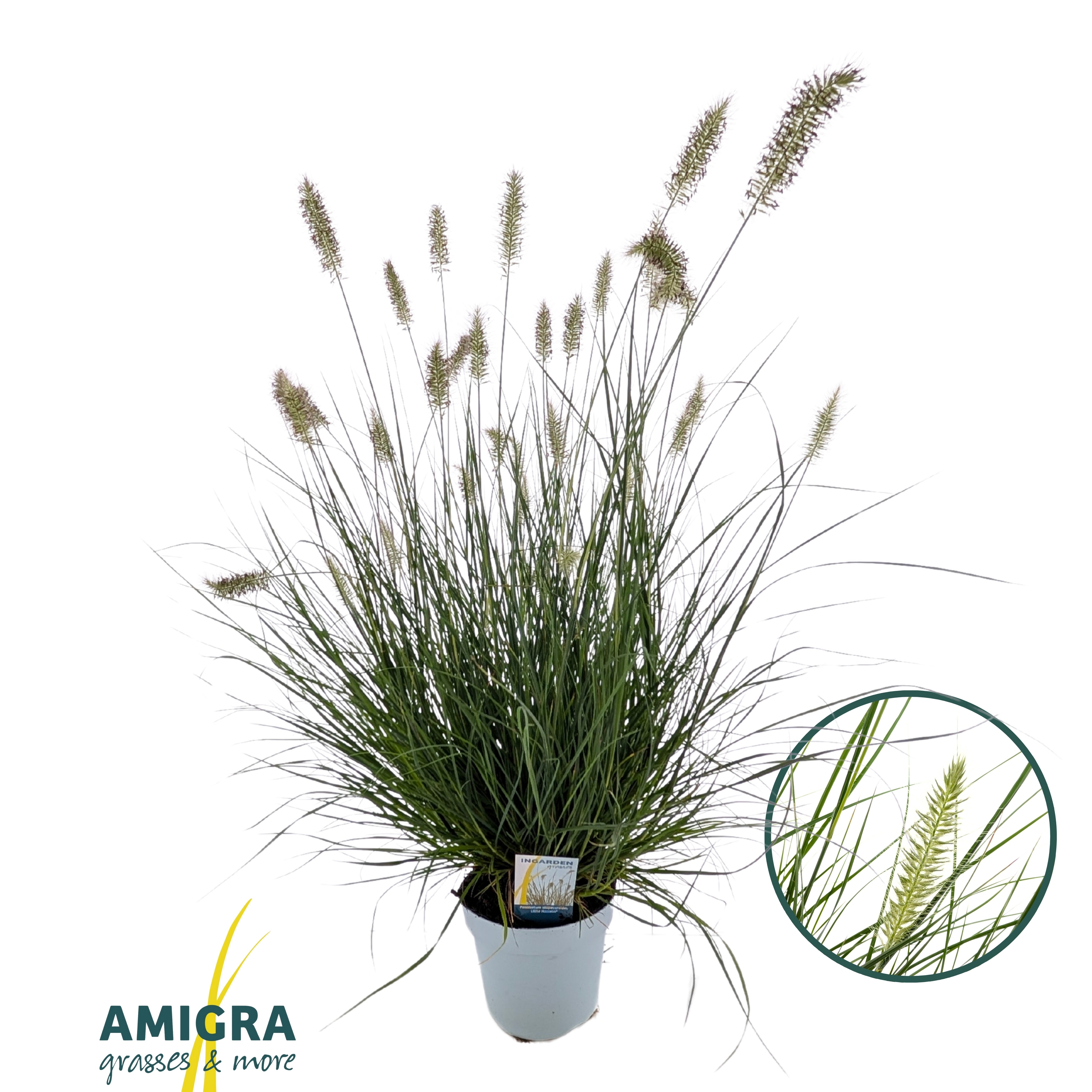 Picture of Pennisetum alopecuroides Little Hameln®
