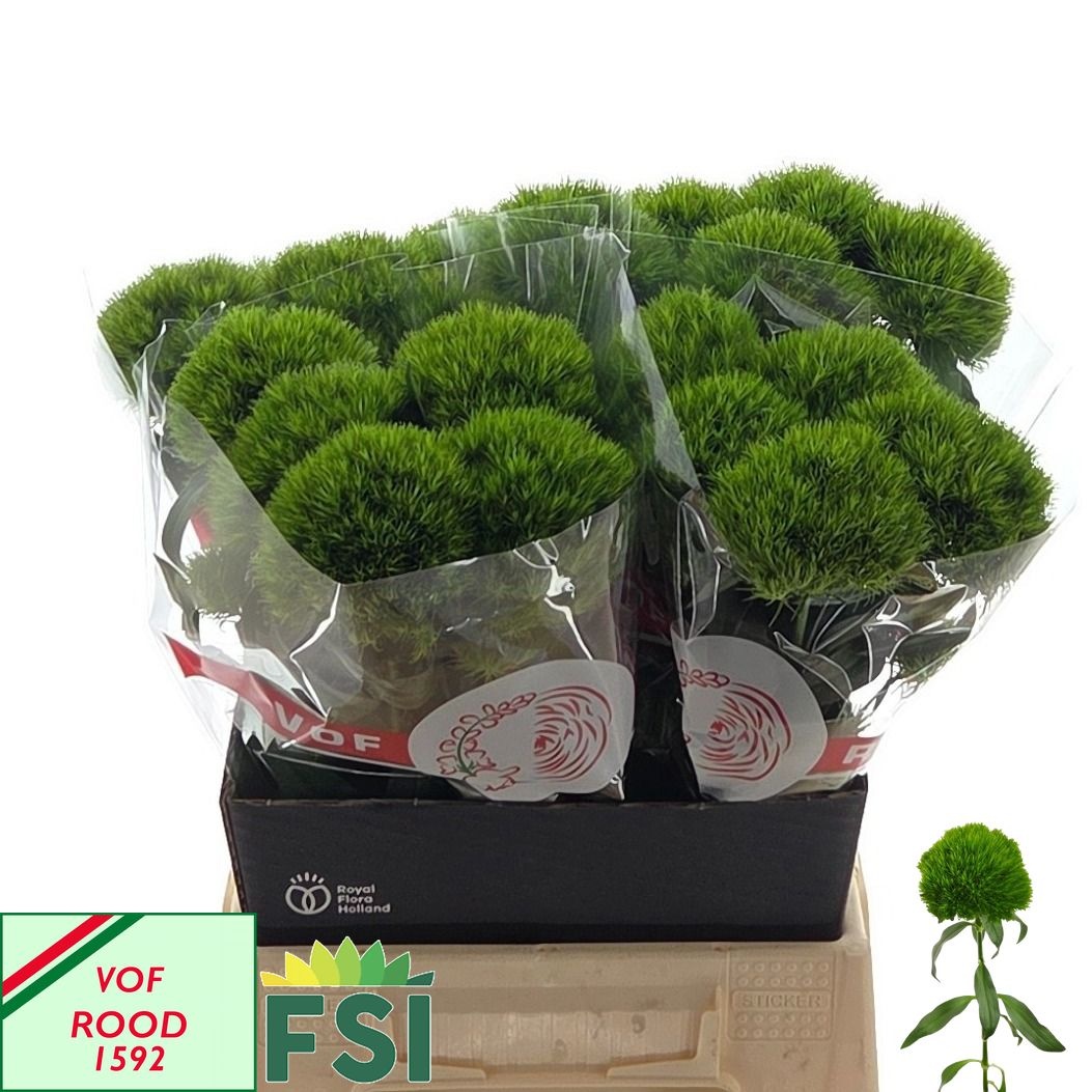 Dianthus Barb Green Wicky 45cm