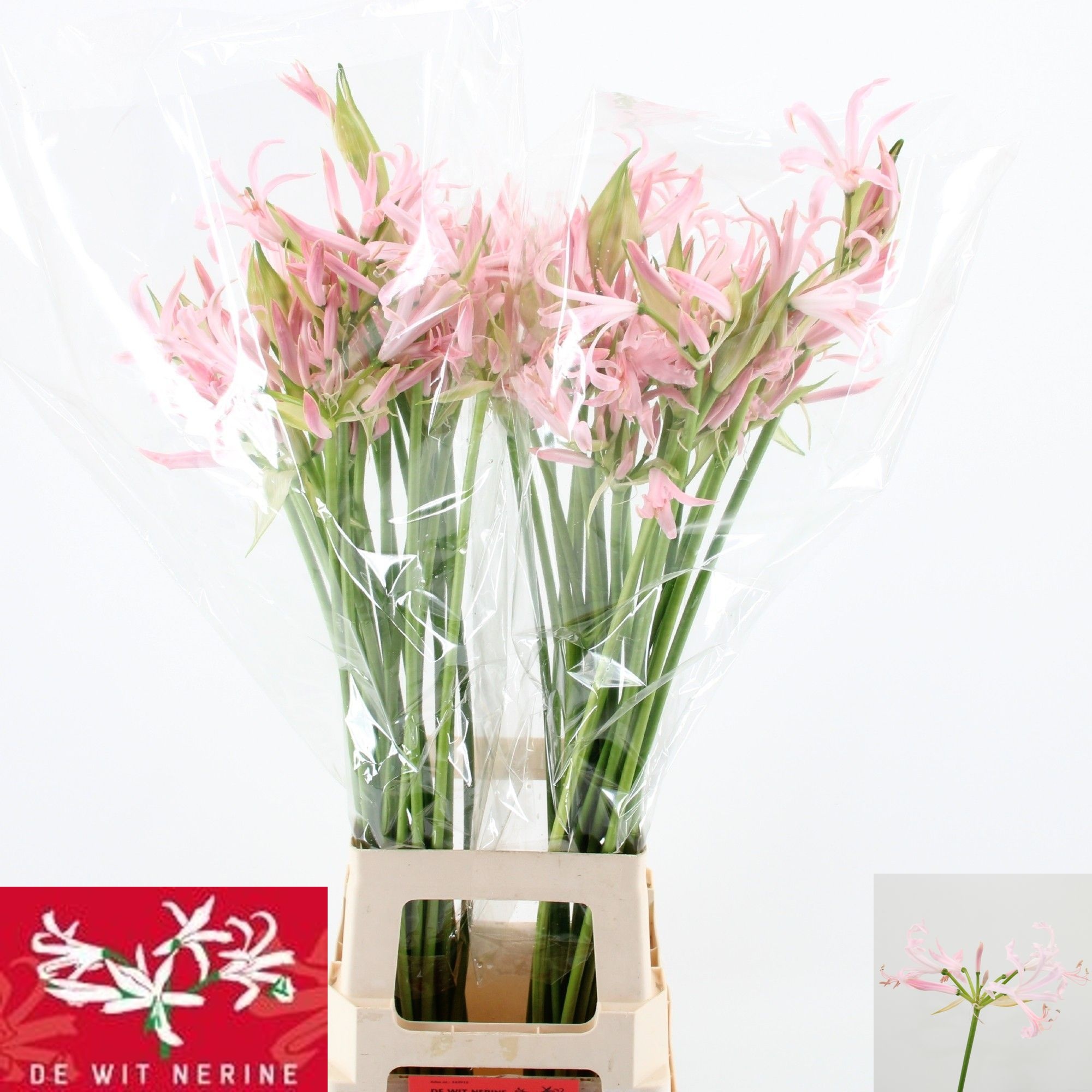 Nerine Sofie 70cm