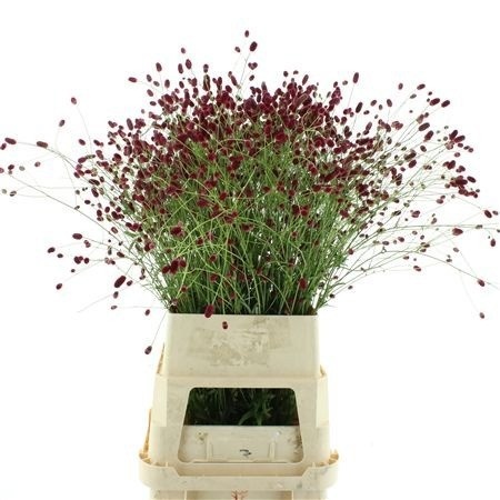 Sanguisorba O Arnhem