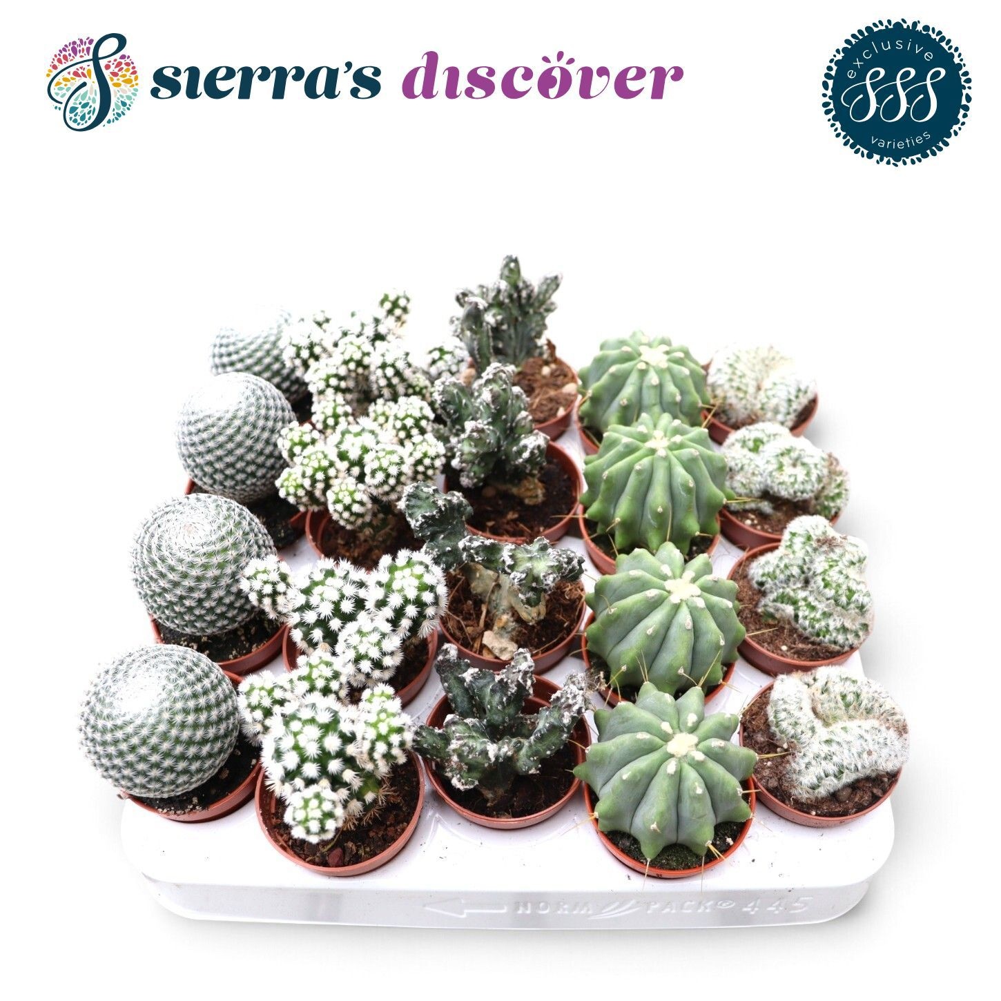 Cactus Gemengd 505Ø 12cm