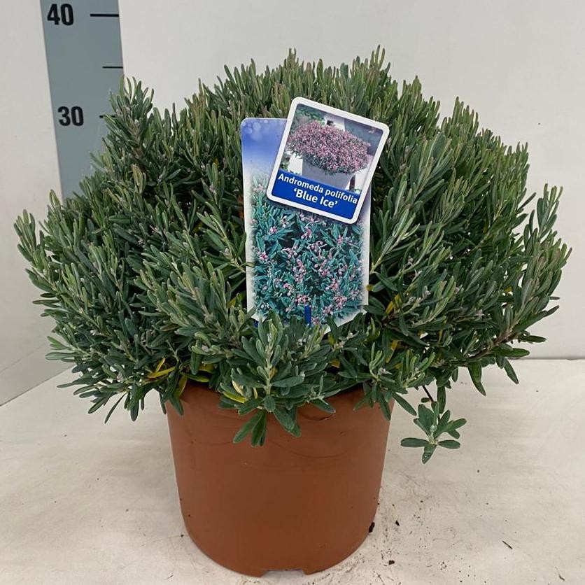 Picture of Andromeda polifolia 'Blue Ice'