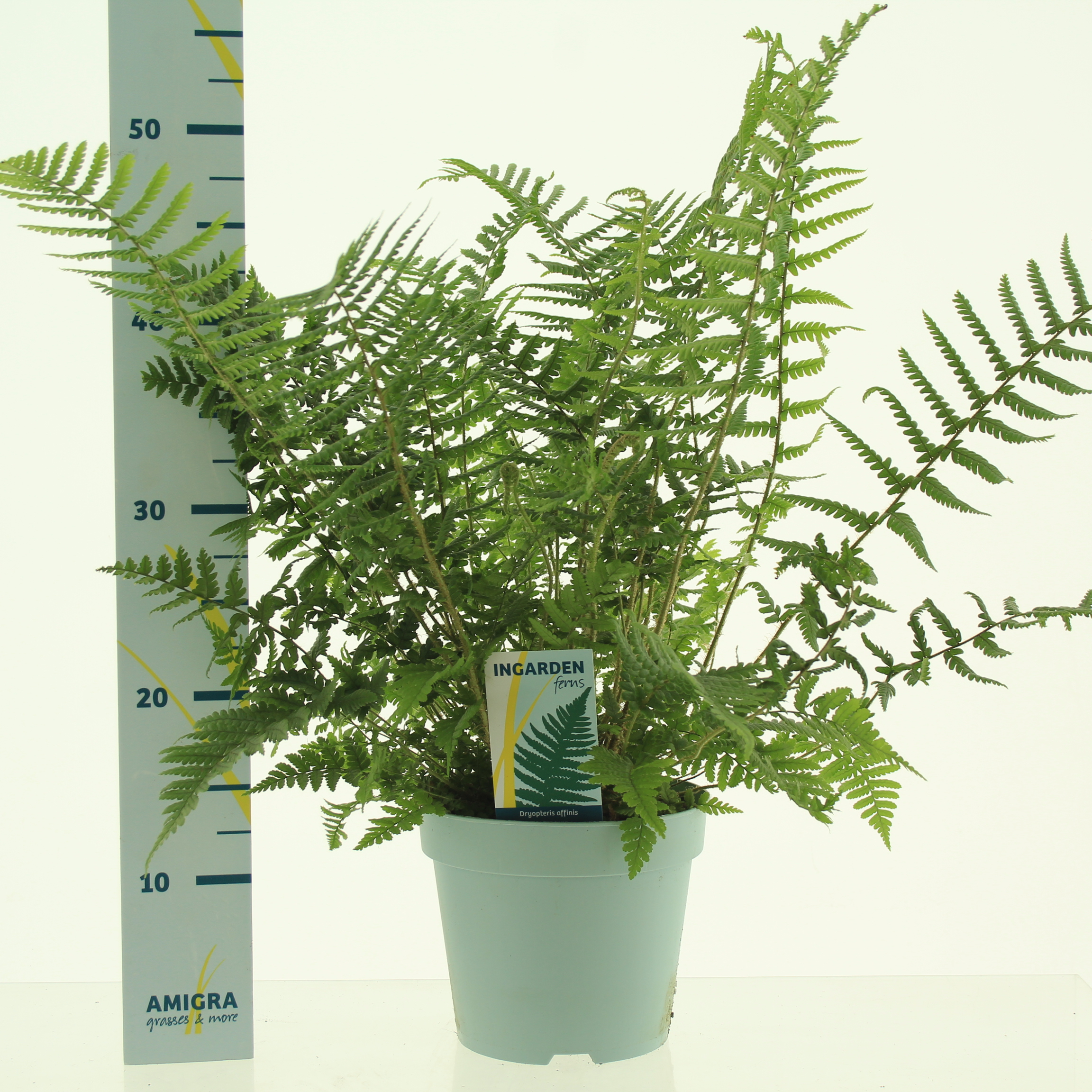 Picture of Dryopteris affinis P17 (2 Ltr)