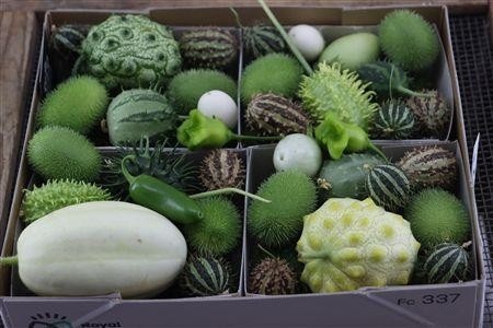 Cucumis Hirsutus