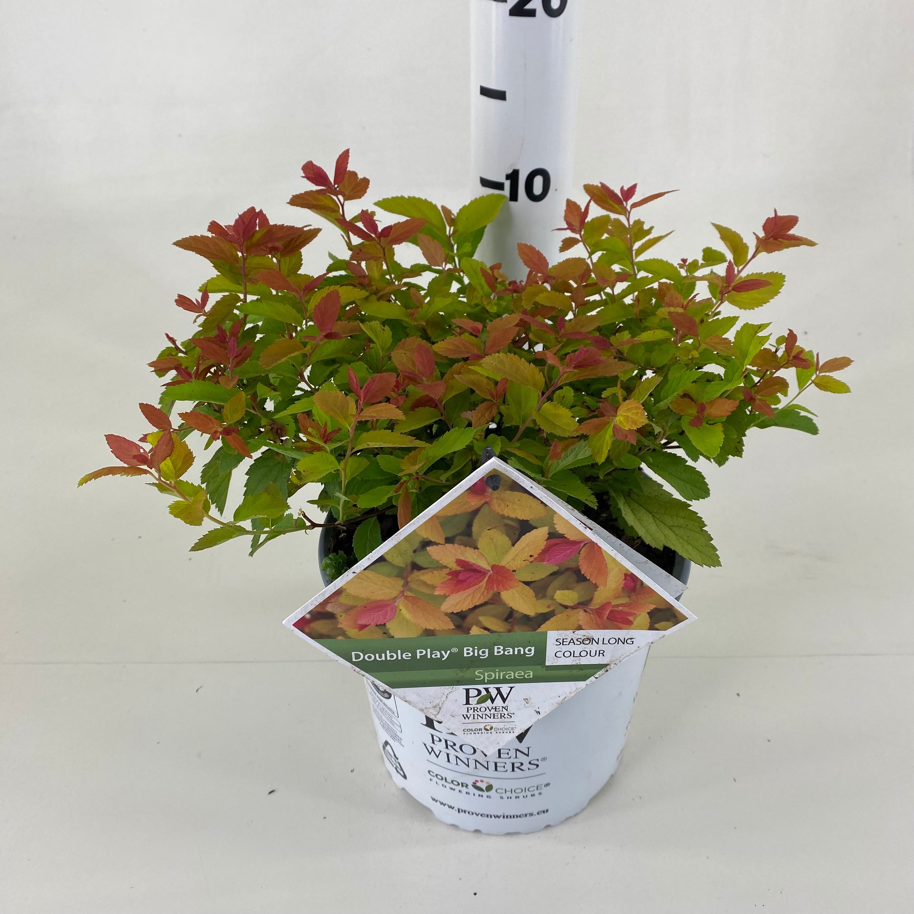 Picture of Spiraea x. Tracy DOUBLE PLAY ® Big Bang P19 40CM