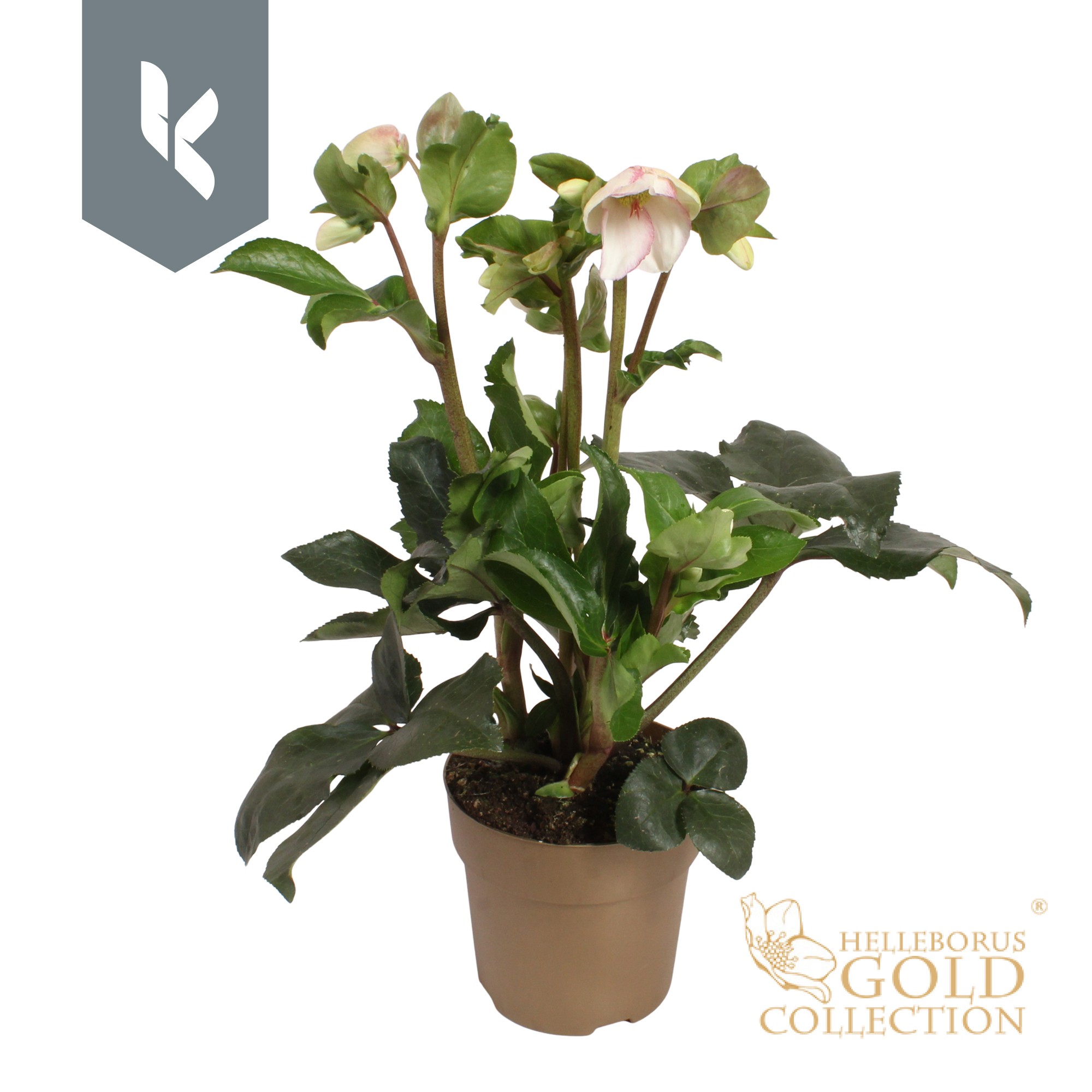 Picture of Helleborus Ice N Roses Picotee P15 GOLD-COLLECTION