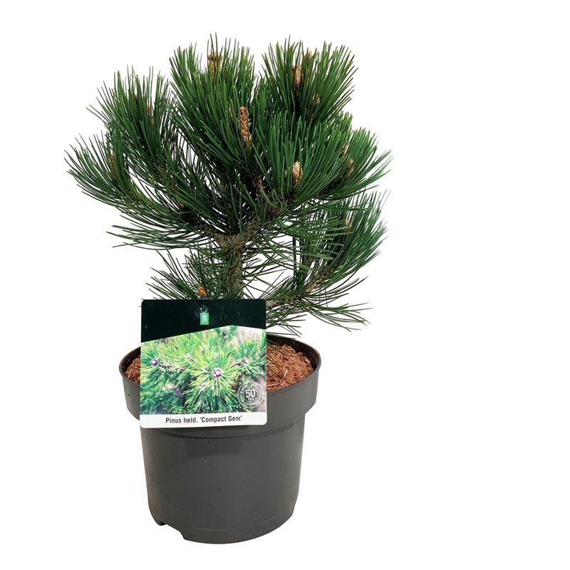 Picture of Pinus held. 'Compact Gem'