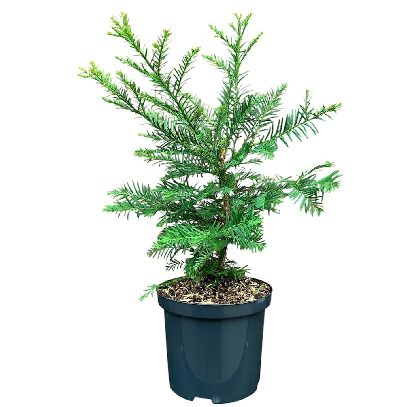 Sequoia sempervirens