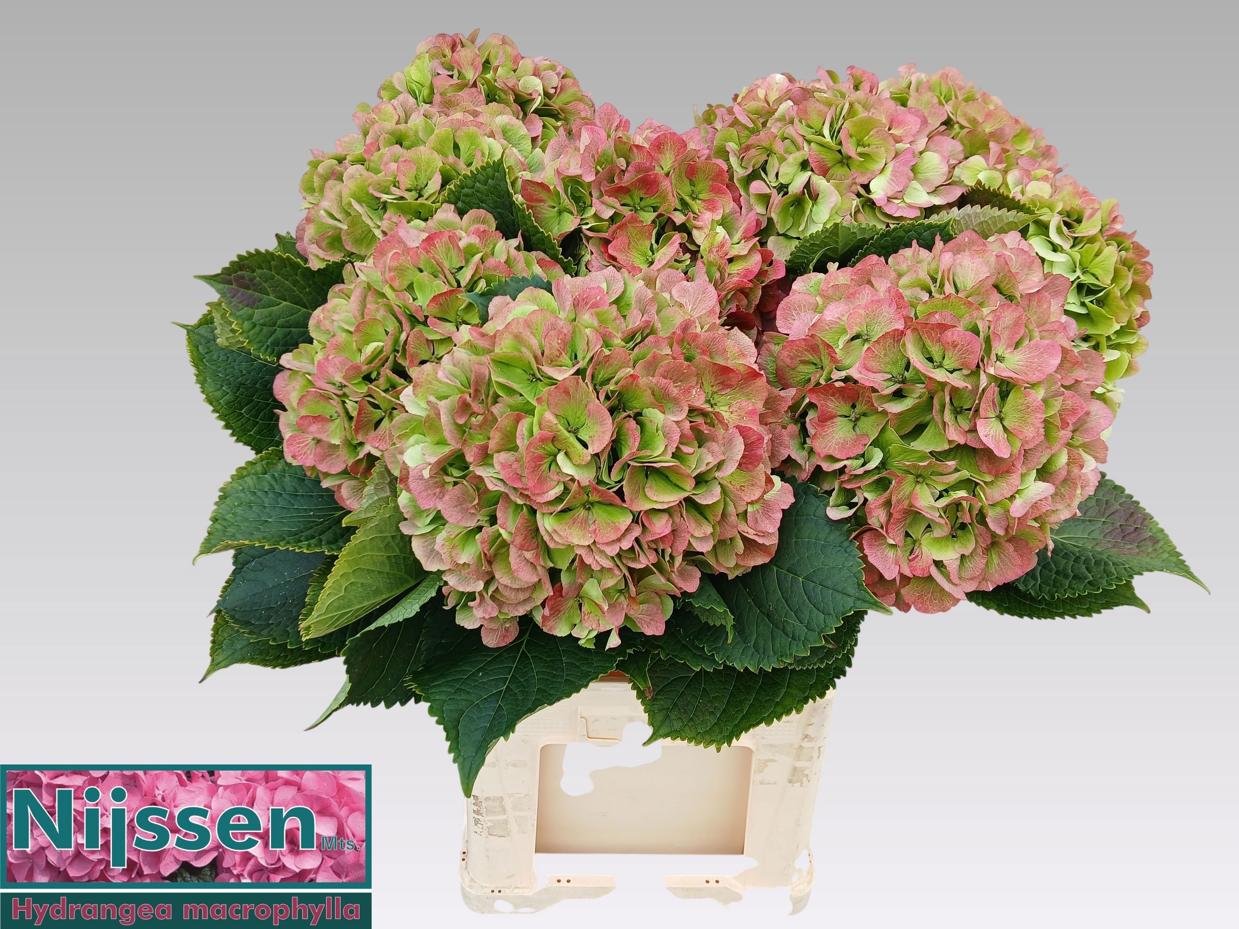 Hydrangea Verena Classic Pink 80cm 23Ø