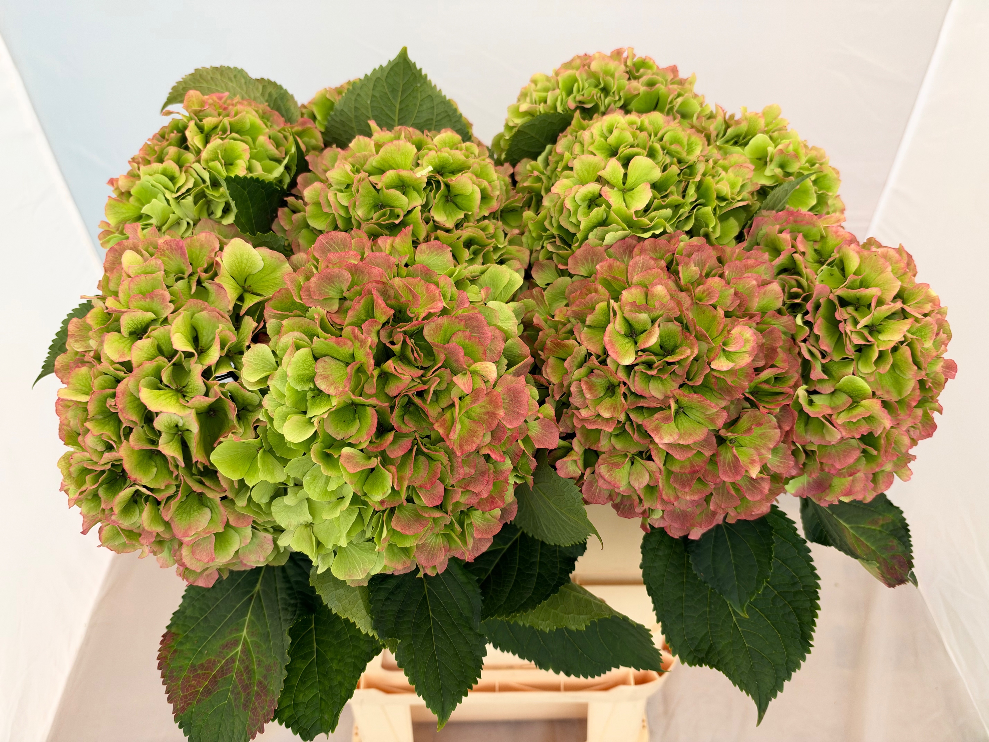 Hydrangea Verena Classic Pink 80cm 22Ø