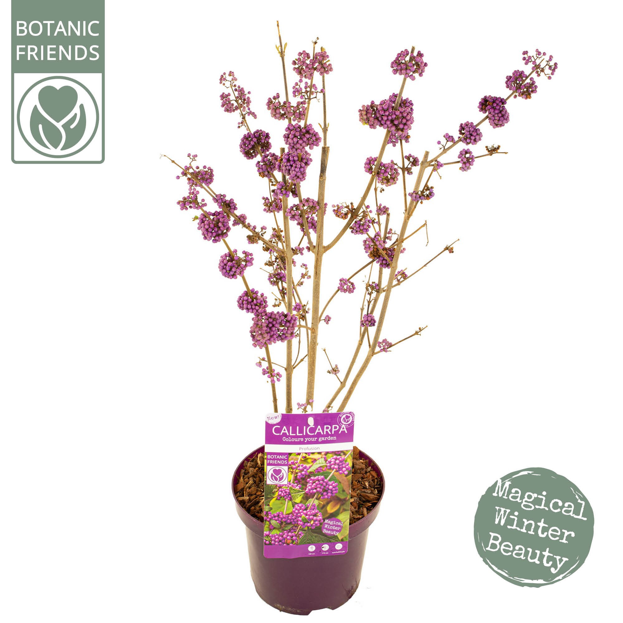 Callicarpa bodinieri 'Profusion'