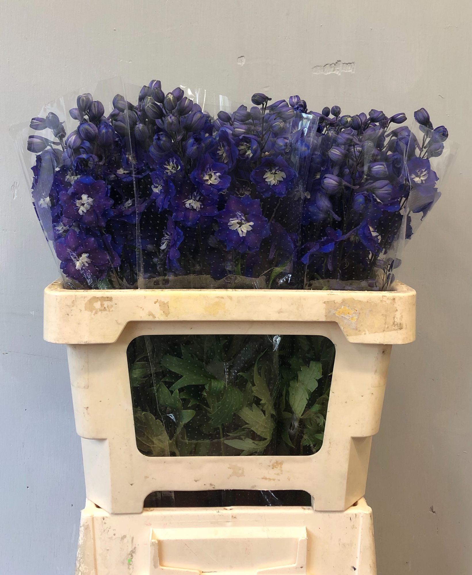 Delphinium El Double Dewi Blue Star 60cm