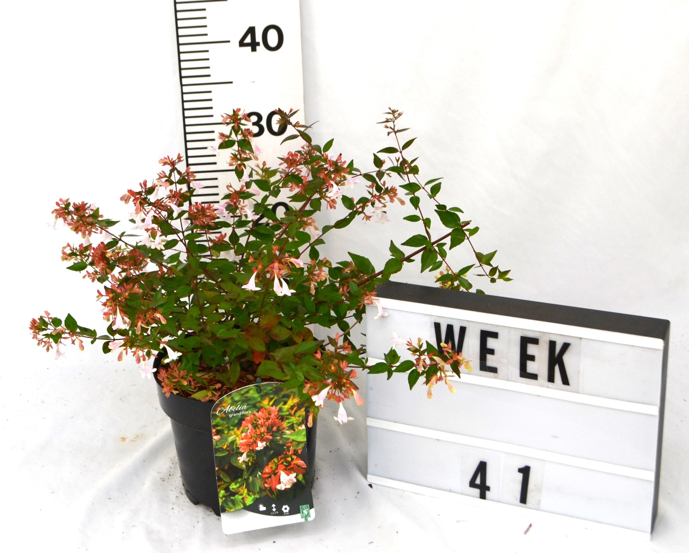 Abelia grandiflora