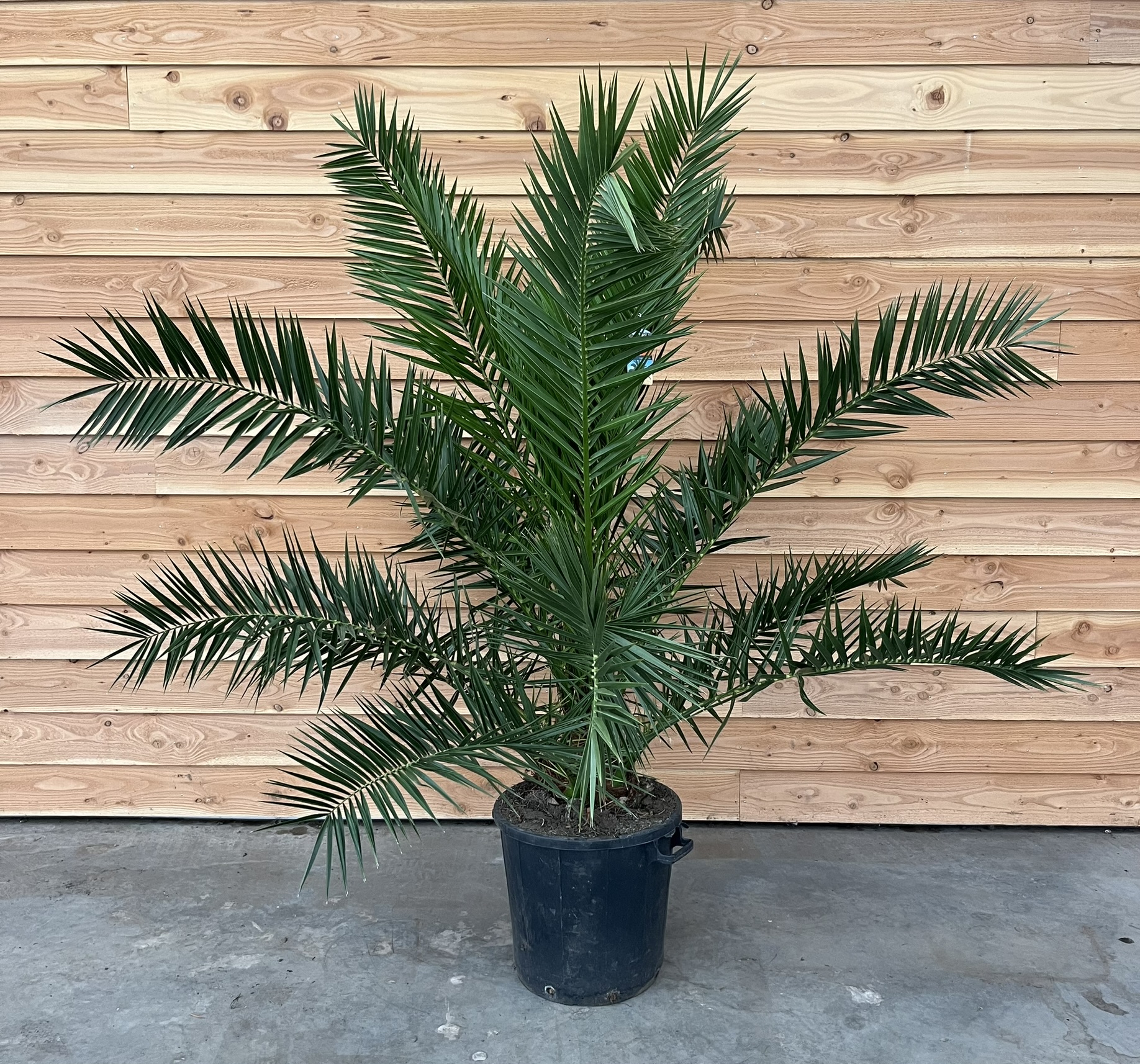 Picture of Phoenix canariensis P50