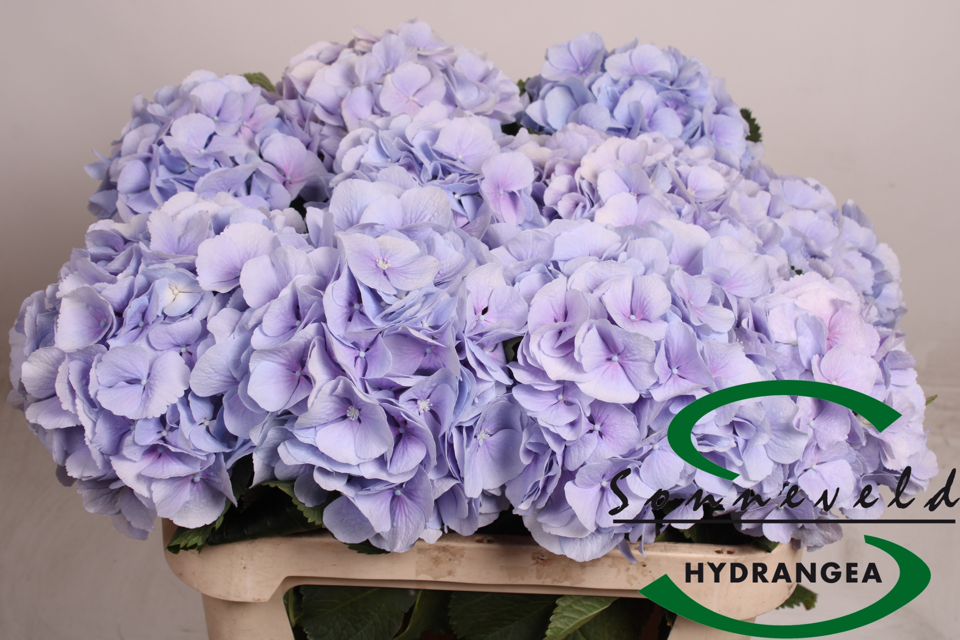 Hydr M Verena Bl