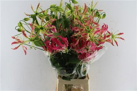 Gloriosa Exot Pink 80cm