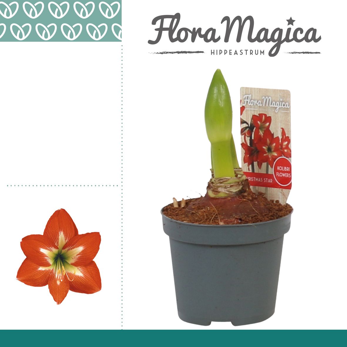 Hippeastrum Kolibri Christmas Star, 2 Bud | OZ Planten