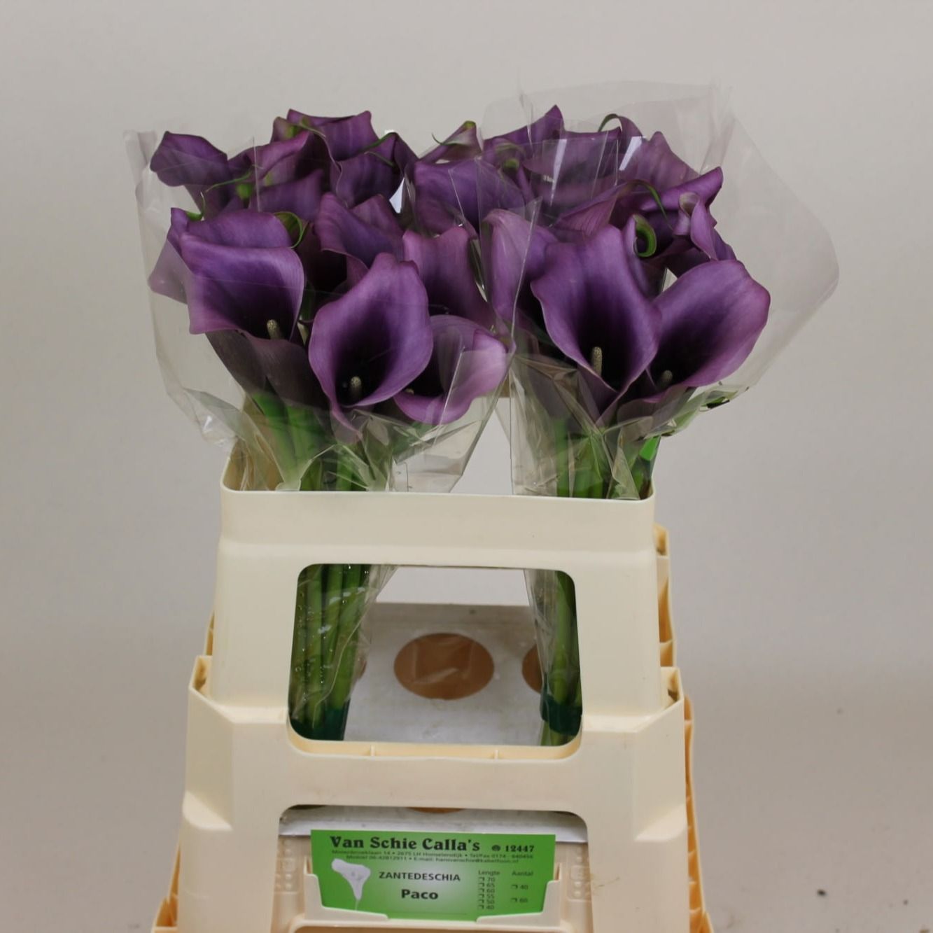 Calla Paco 60cm