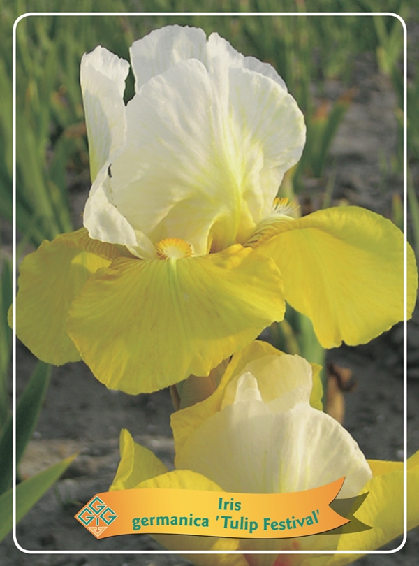 Picture of Iris germanica Mix 6x10 srt. per shelve P11