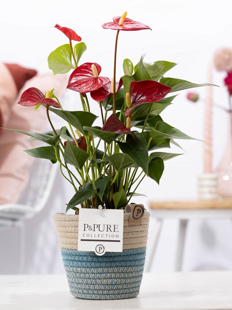 Anthurium Andr. P&PURE Fashionpot Valerie Basket | Gardenline