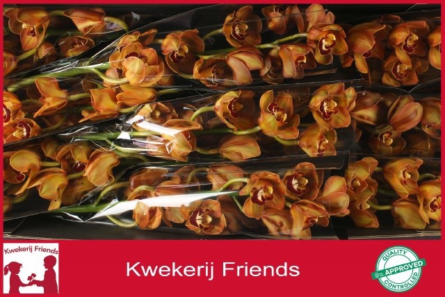Cymbidium King Alex 8/11bl