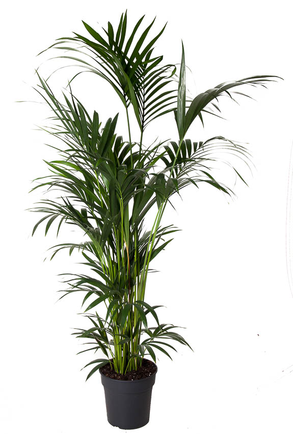 Picture of Howea forsteriana (Kentia) P31 200CM (LOOSE)