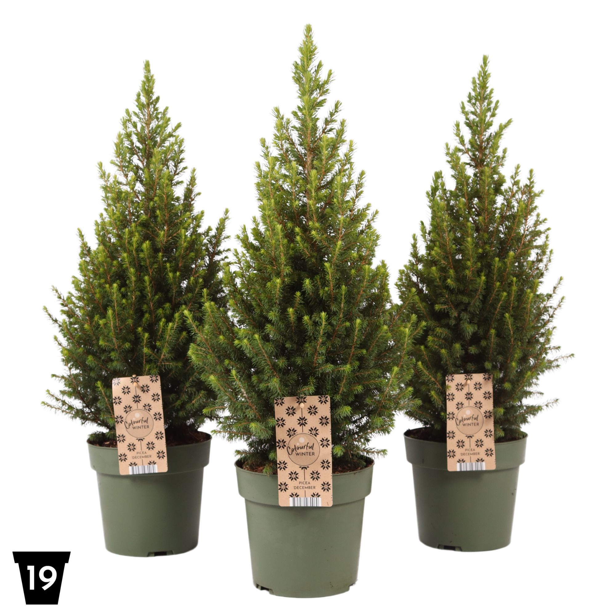 Picture of Picea glauca December P19 (3 Ltr) (LOOSE)